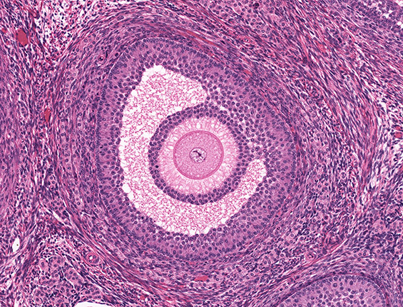 Oocyte